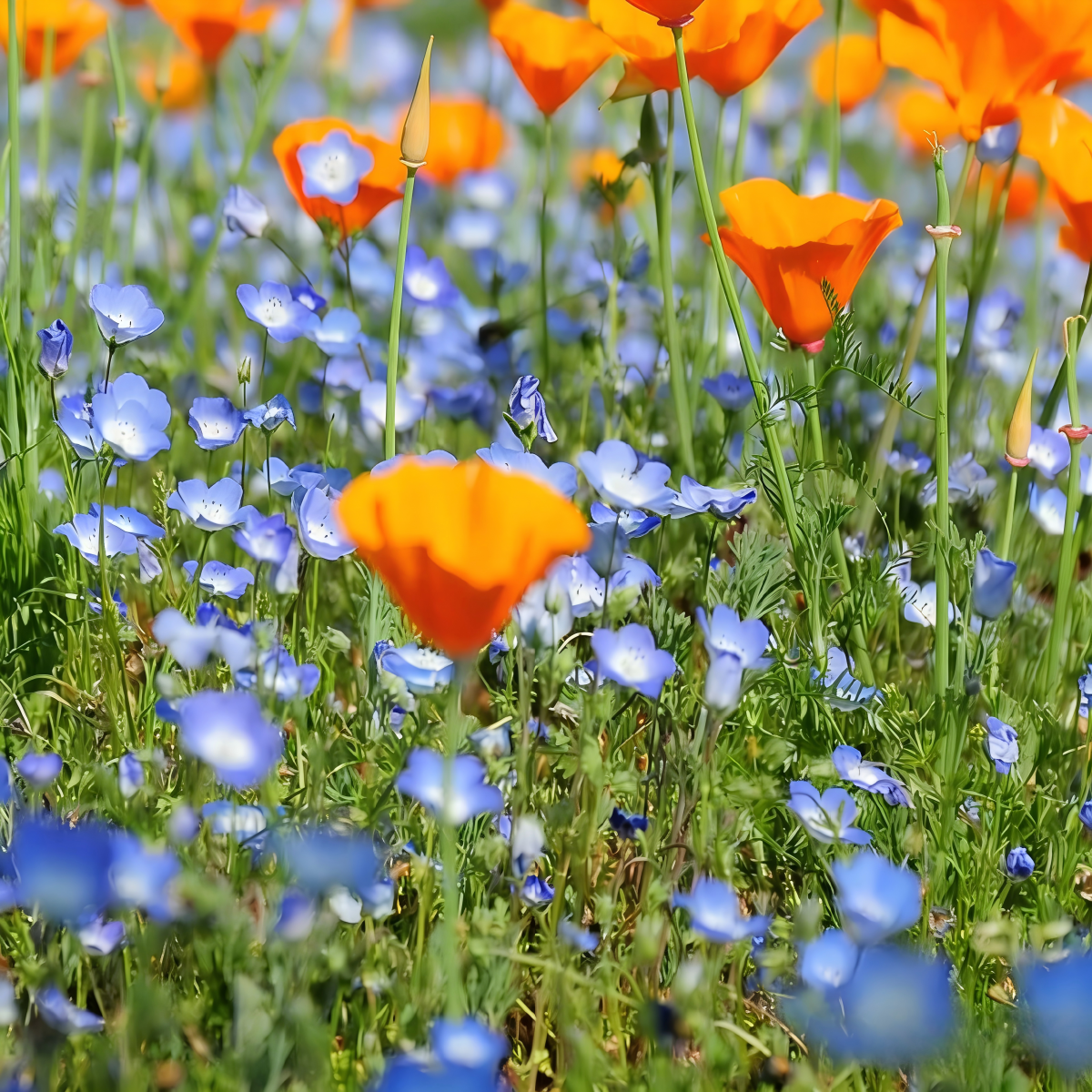 Baby Blue Eyes Seeds