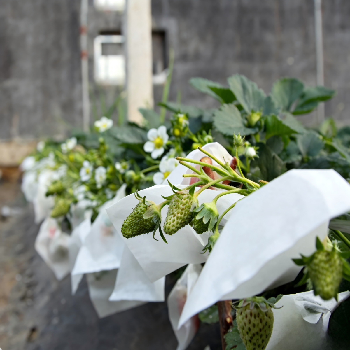 Fruit & Grape Protection Bags -Nonwoven Mesh Anti-Bird & Insect Covers