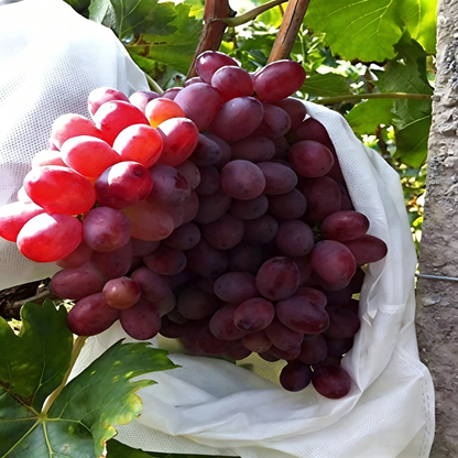 Fruit & Grape Protection Bags -Nonwoven Mesh Anti-Bird & Insect Covers